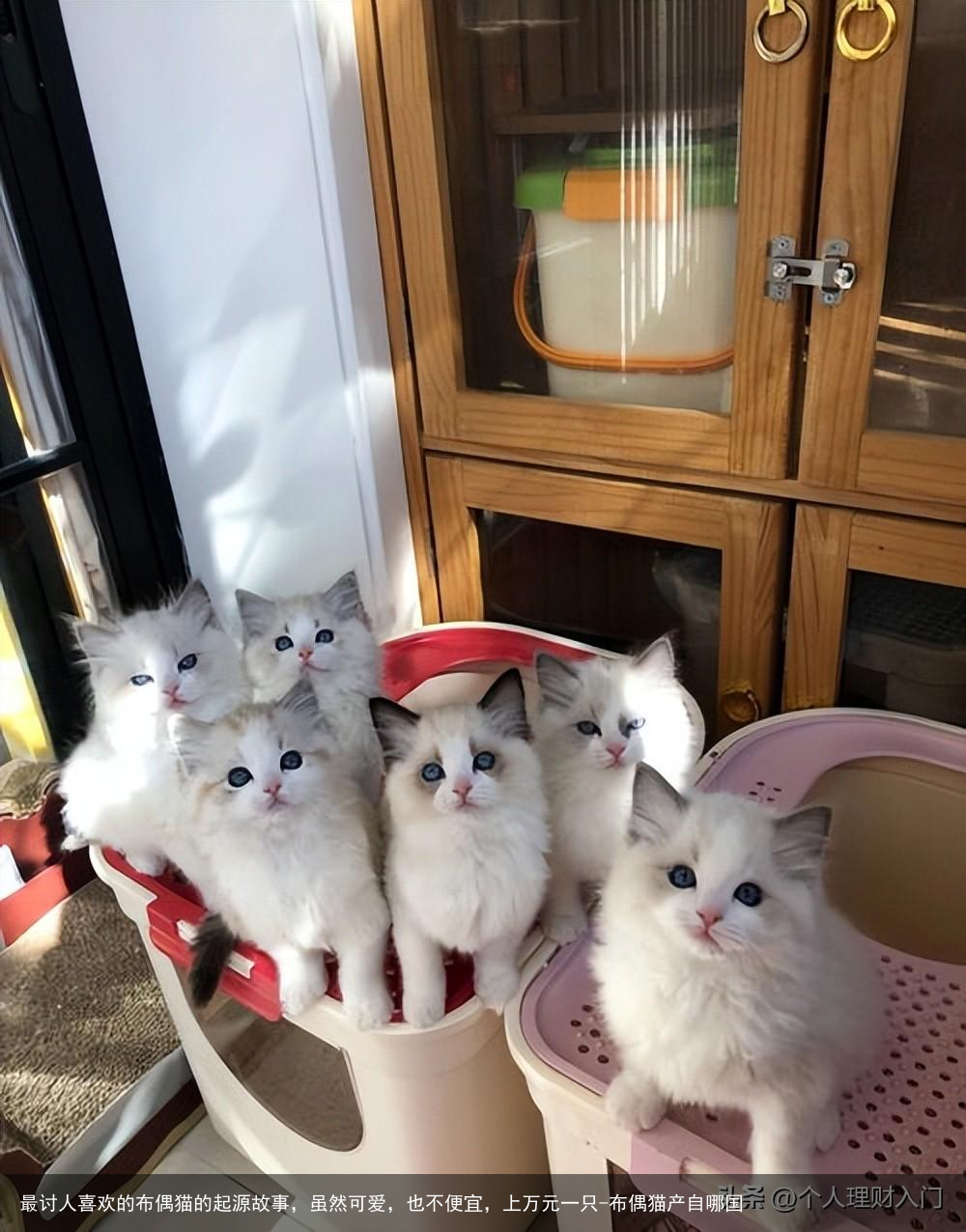 最讨人喜欢的布偶猫的起源故事，虽然可爱，也不便宜，上万元一只-布偶猫产自哪国