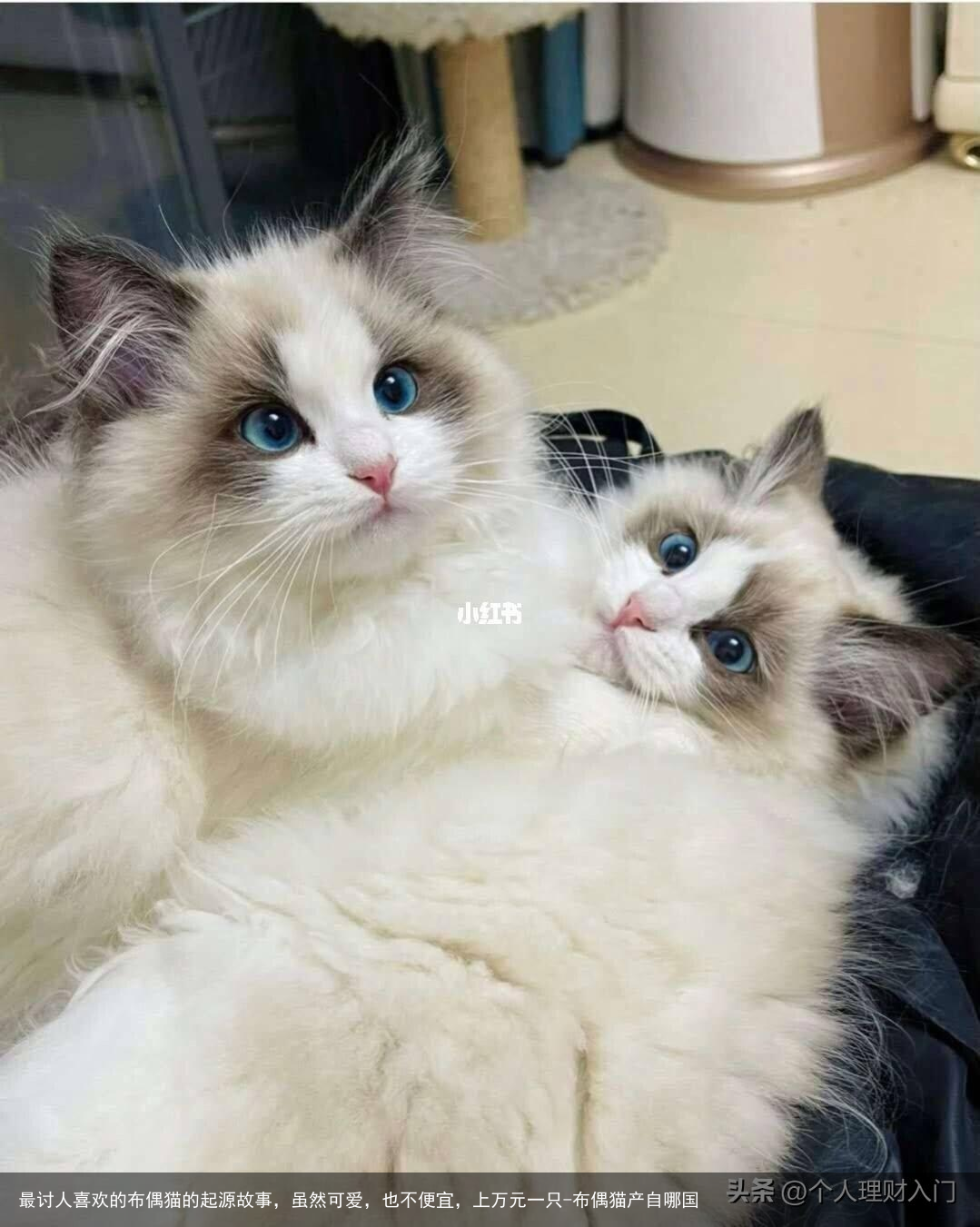 最讨人喜欢的布偶猫的起源故事，虽然可爱，也不便宜，上万元一只-布偶猫产自哪国