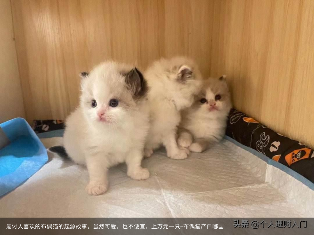 最讨人喜欢的布偶猫的起源故事，虽然可爱，也不便宜，上万元一只-布偶猫产自哪国