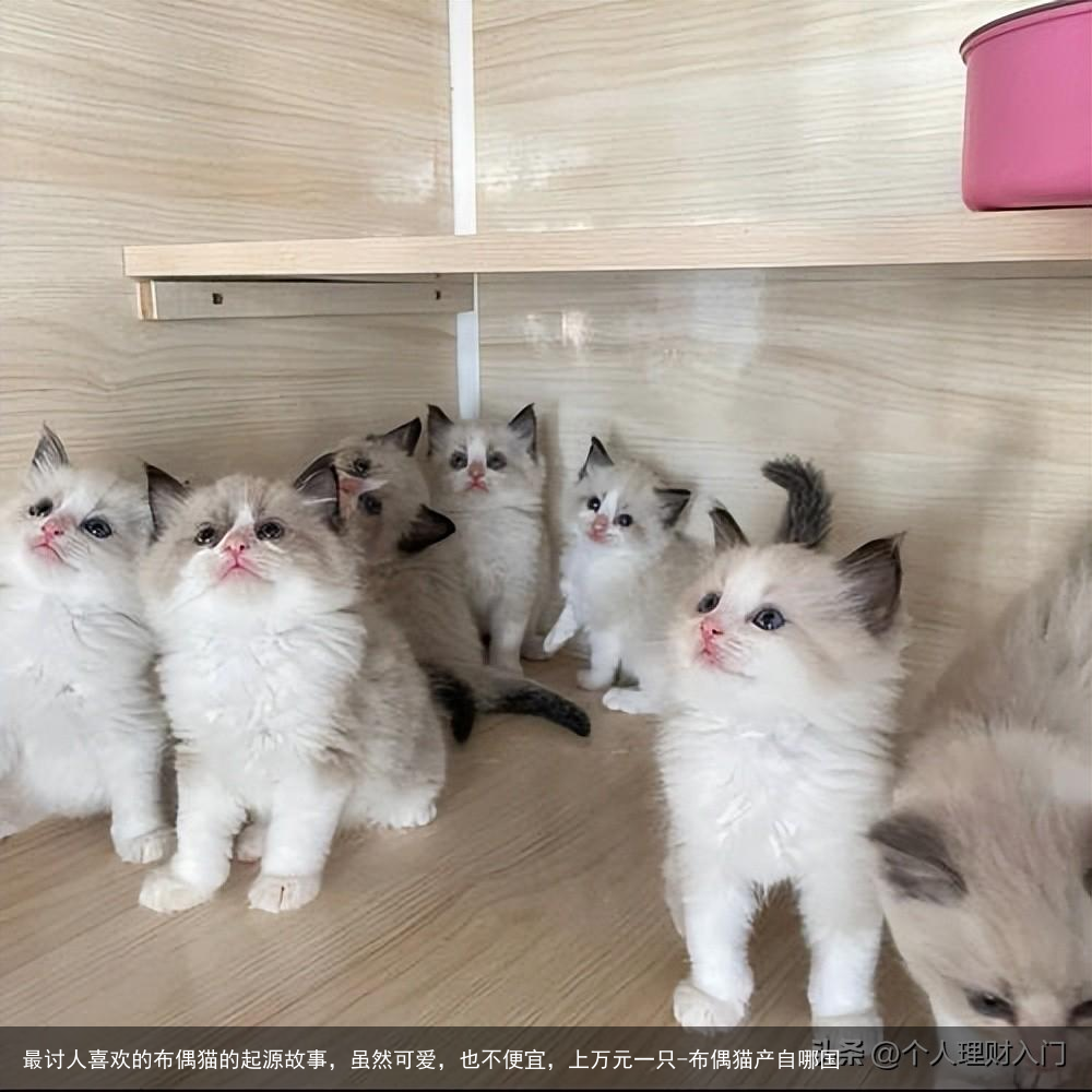 最讨人喜欢的布偶猫的起源故事，虽然可爱，也不便宜，上万元一只-布偶猫产自哪国