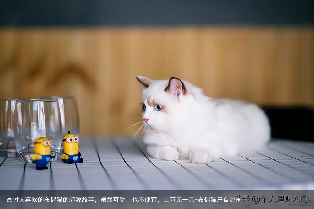 最讨人喜欢的布偶猫的起源故事，虽然可爱，也不便宜，上万元一只-布偶猫产自哪国