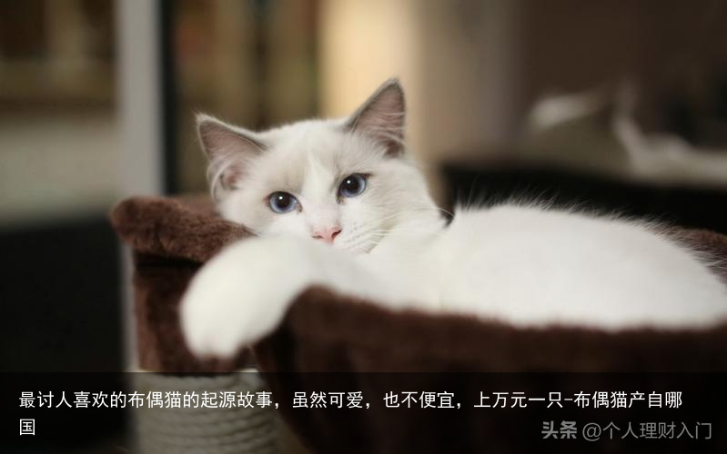 最讨人喜欢的布偶猫的起源故事，虽然可爱，也不便宜，上万元一只-布偶猫产自哪国