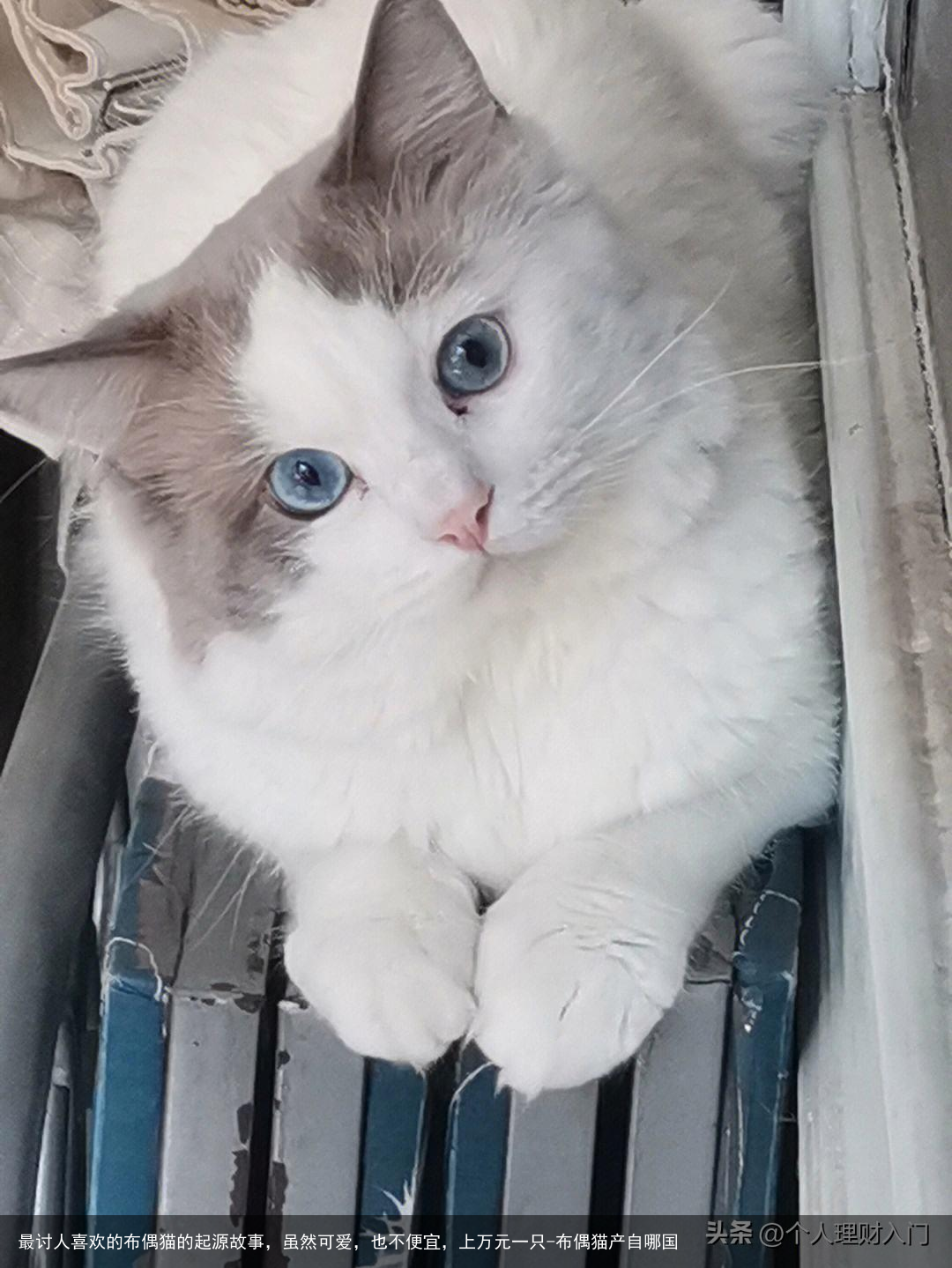 最讨人喜欢的布偶猫的起源故事，虽然可爱，也不便宜，上万元一只-布偶猫产自哪国