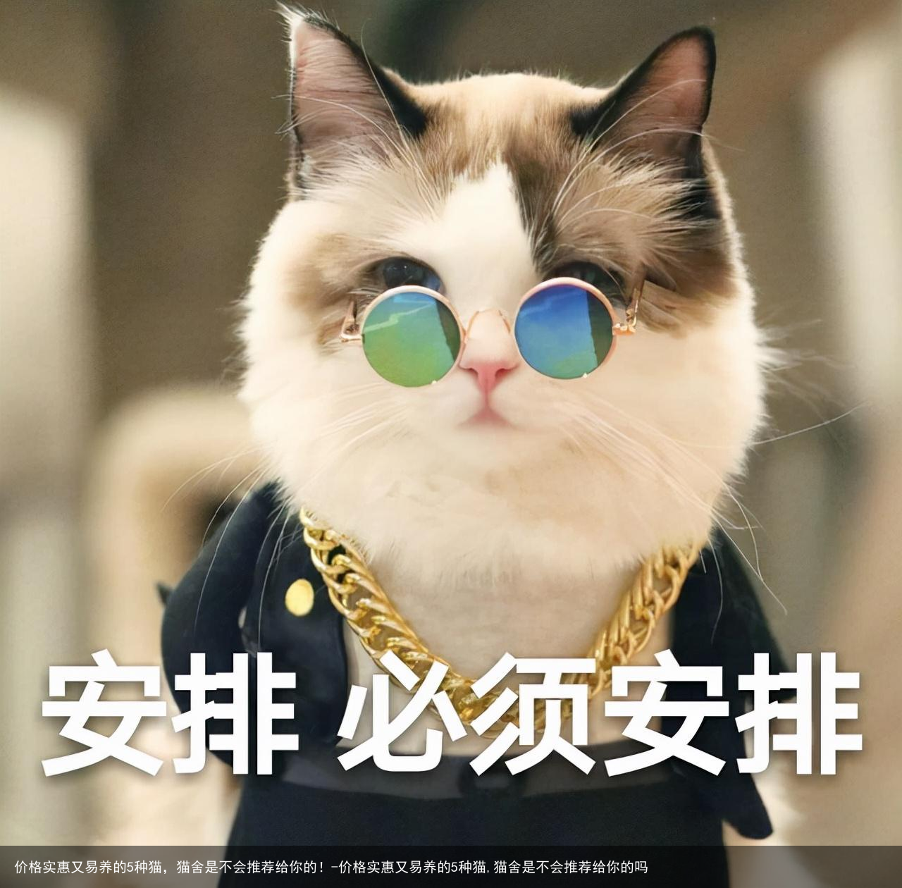 价格实惠又易养的5种猫，猫舍是不会推荐给你的！-价格实惠又易养的5种猫,猫舍是不会推荐给你的吗