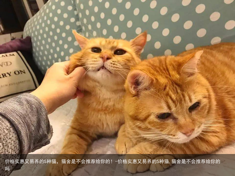 价格实惠又易养的5种猫，猫舍是不会推荐给你的！-价格实惠又易养的5种猫,猫舍是不会推荐给你的吗