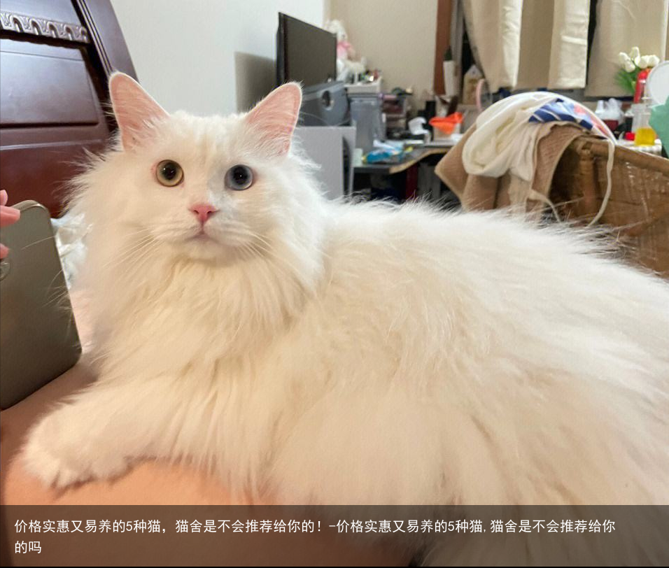 价格实惠又易养的5种猫，猫舍是不会推荐给你的！-价格实惠又易养的5种猫,猫舍是不会推荐给你的吗