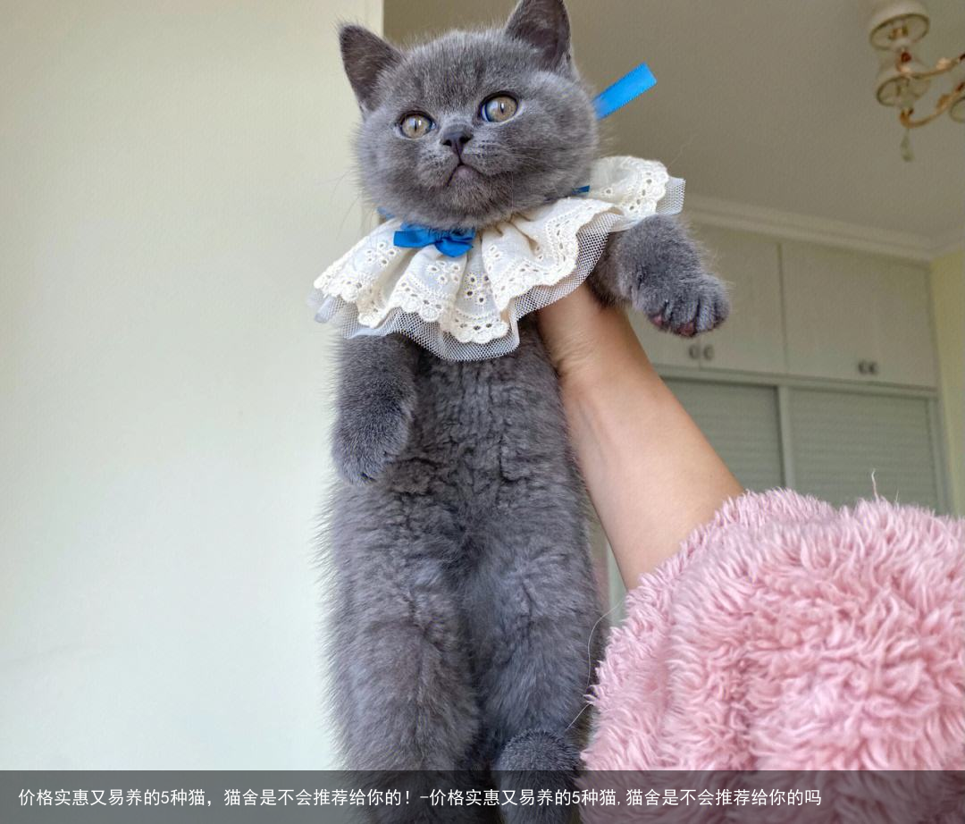 价格实惠又易养的5种猫，猫舍是不会推荐给你的！-价格实惠又易养的5种猫,猫舍是不会推荐给你的吗