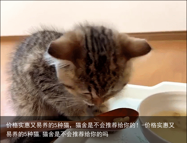 价格实惠又易养的5种猫，猫舍是不会推荐给你的！-价格实惠又易养的5种猫,猫舍是不会推荐给你的吗