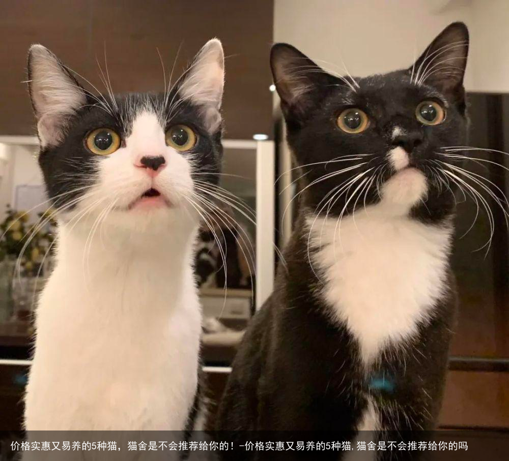 价格实惠又易养的5种猫，猫舍是不会推荐给你的！-价格实惠又易养的5种猫,猫舍是不会推荐给你的吗