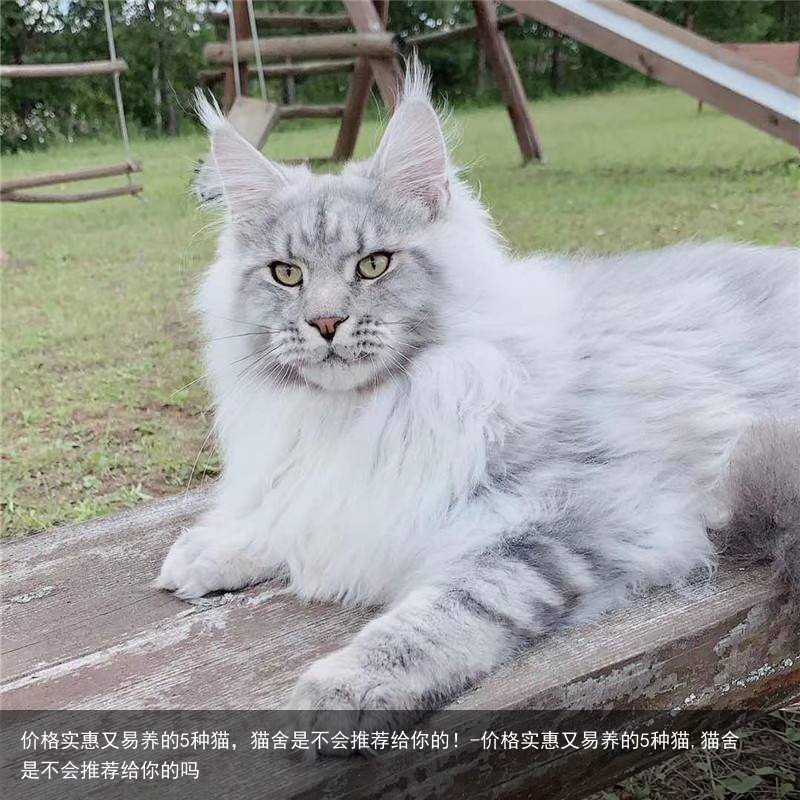 价格实惠又易养的5种猫，猫舍是不会推荐给你的！-价格实惠又易养的5种猫,猫舍是不会推荐给你的吗
