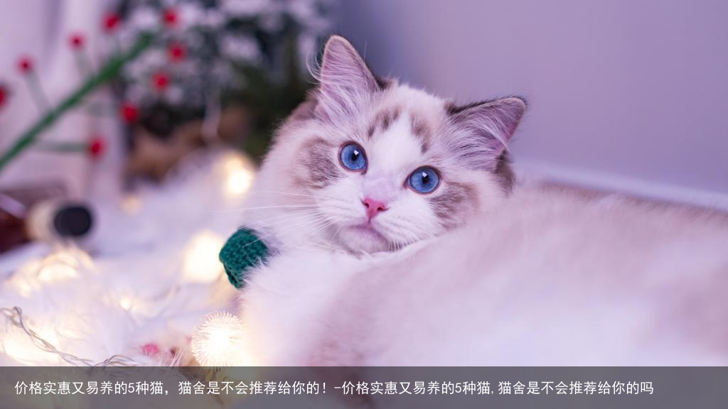 价格实惠又易养的5种猫，猫舍是不会推荐给你的！-价格实惠又易养的5种猫,猫舍是不会推荐给你的吗