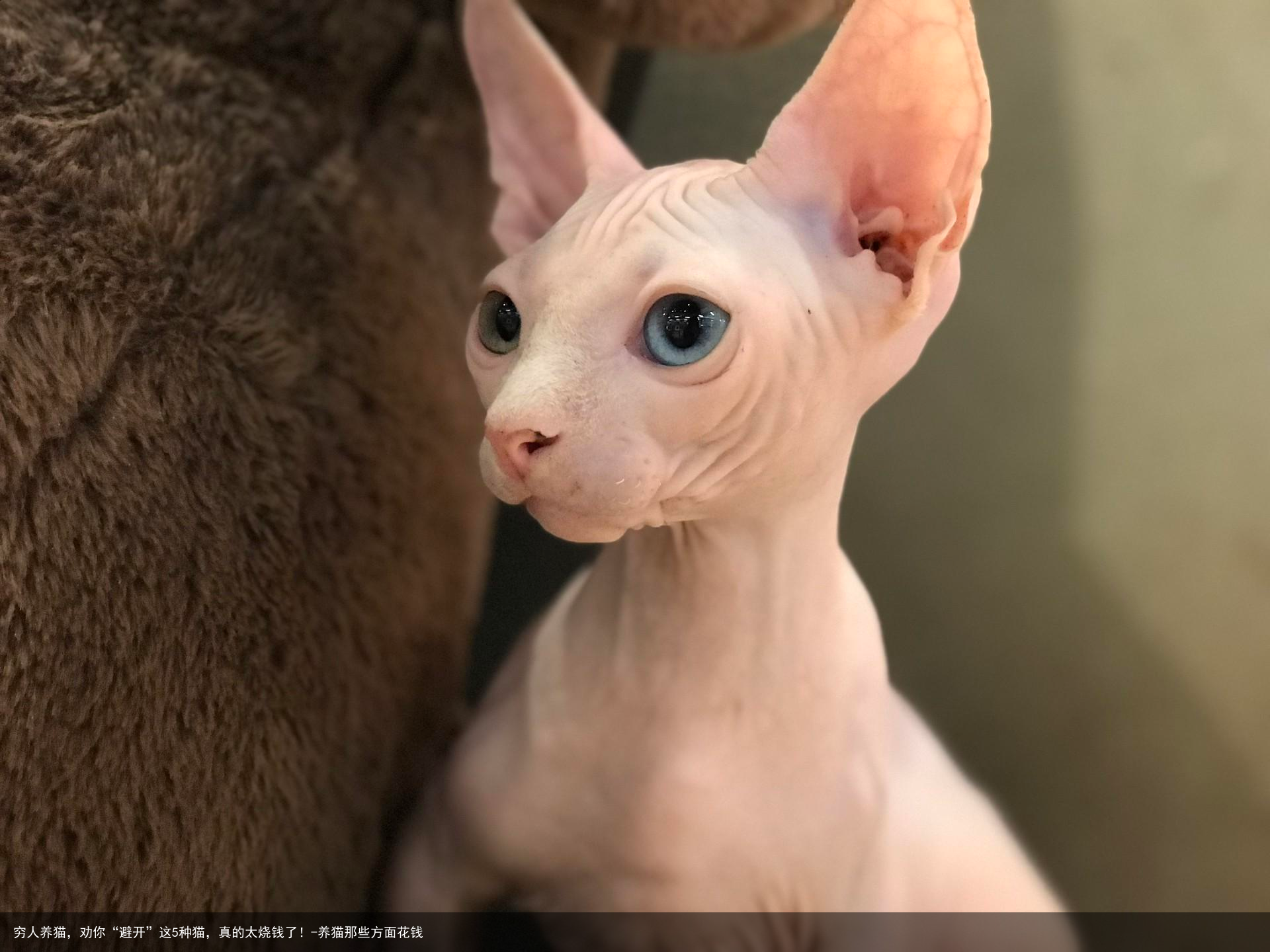 穷人养猫，劝你“避开”这5种猫，真的太烧钱了！-养猫那些方面花钱