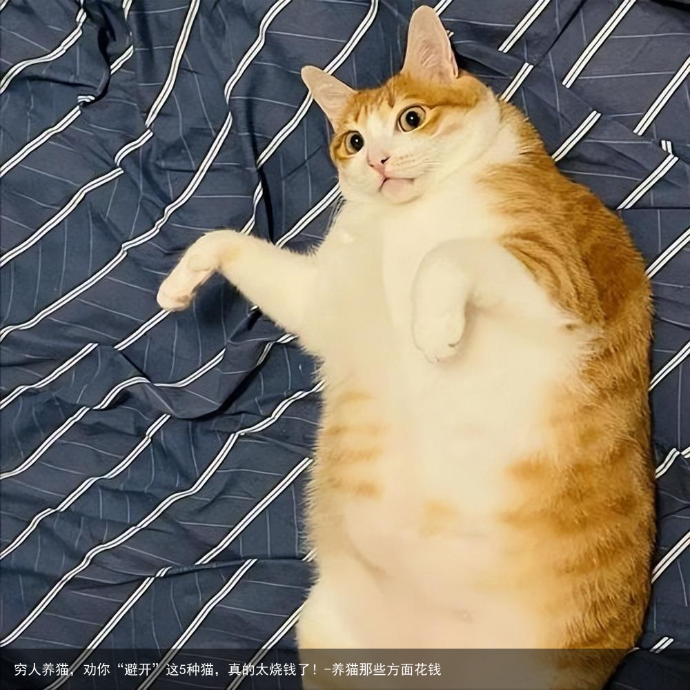 穷人养猫，劝你“避开”这5种猫，真的太烧钱了！-养猫那些方面花钱