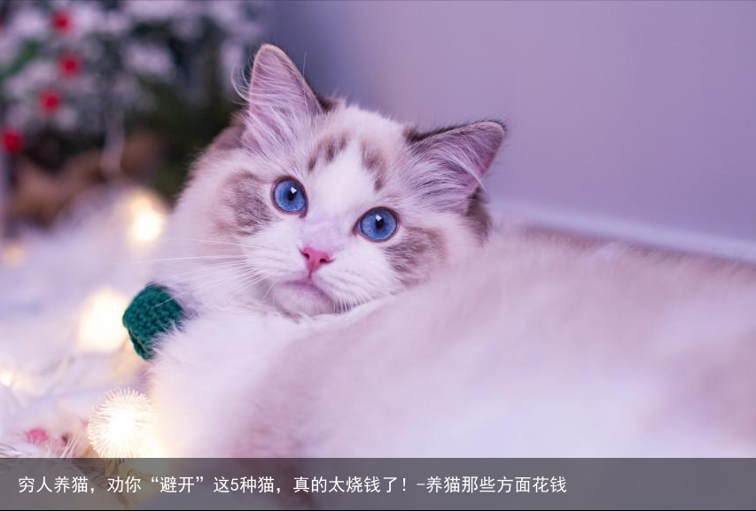 穷人养猫，劝你“避开”这5种猫，真的太烧钱了！-养猫那些方面花钱