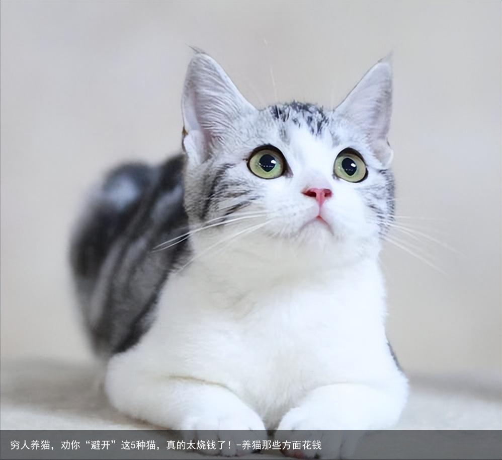 穷人养猫，劝你“避开”这5种猫，真的太烧钱了！-养猫那些方面花钱