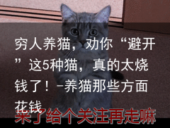 穷人养猫，劝你“避开”这5种猫，真的太烧钱了！-养猫那些方面花钱