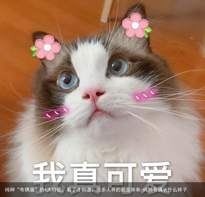 纯种“布偶猫”的6大特征，看了才知道，很多人养的都是串串-纯种布偶长什么样子