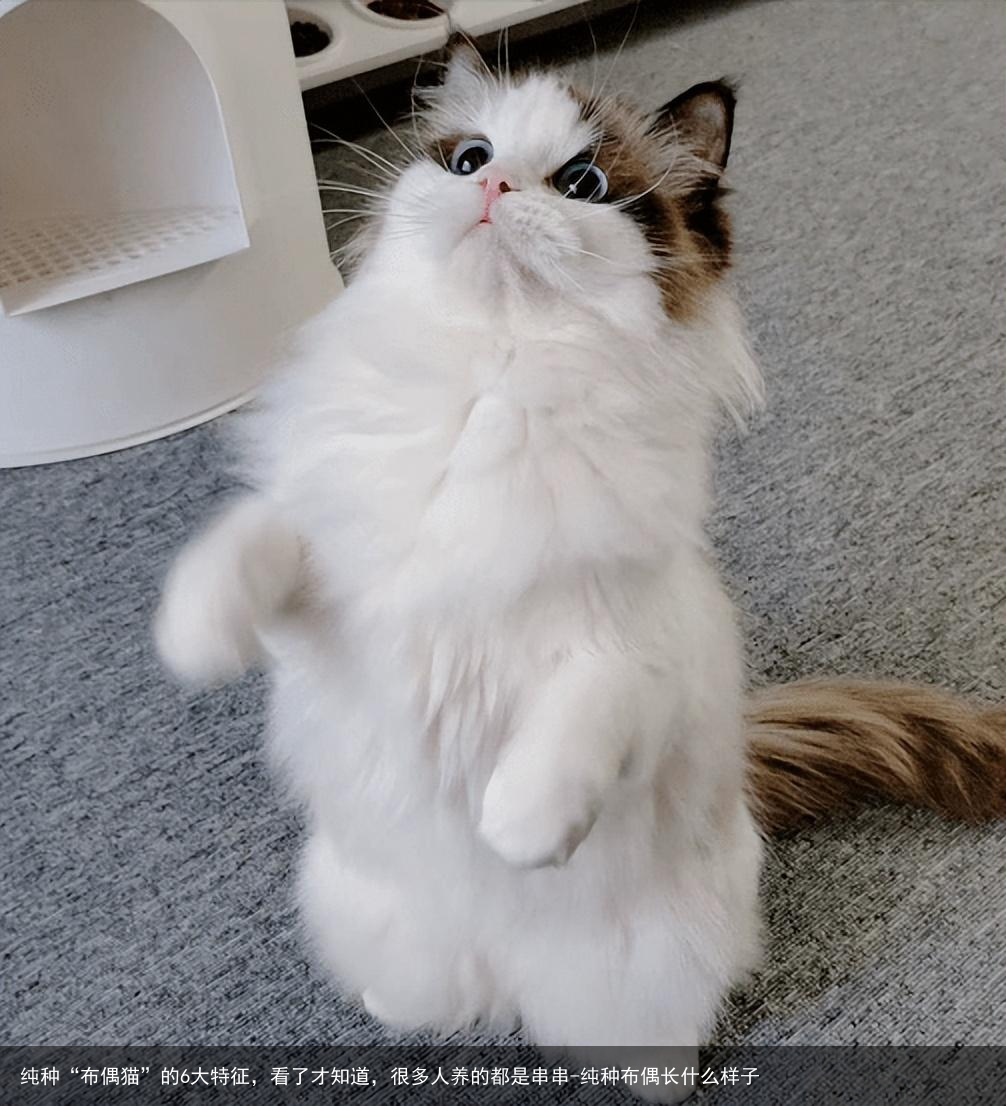 纯种“布偶猫”的6大特征，看了才知道，很多人养的都是串串-纯种布偶长什么样子
