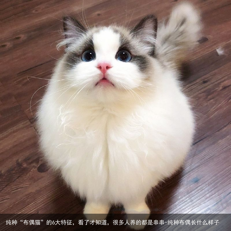 纯种“布偶猫”的6大特征，看了才知道，很多人养的都是串串-纯种布偶长什么样子