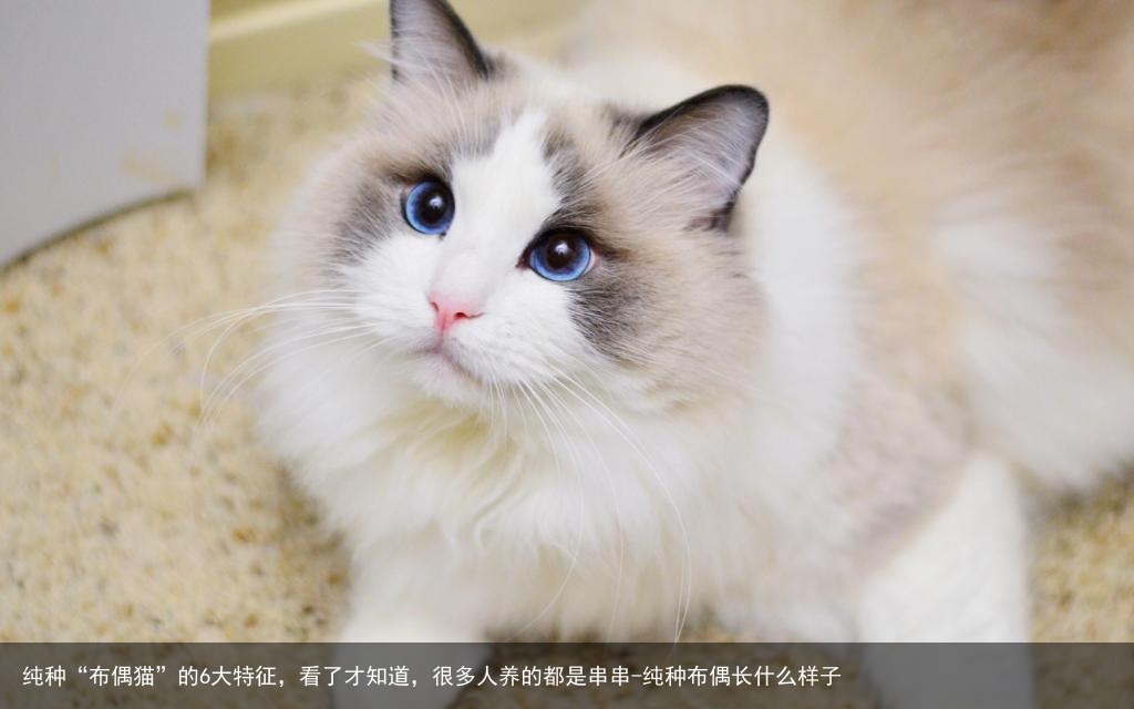 纯种“布偶猫”的6大特征，看了才知道，很多人养的都是串串-纯种布偶长什么样子