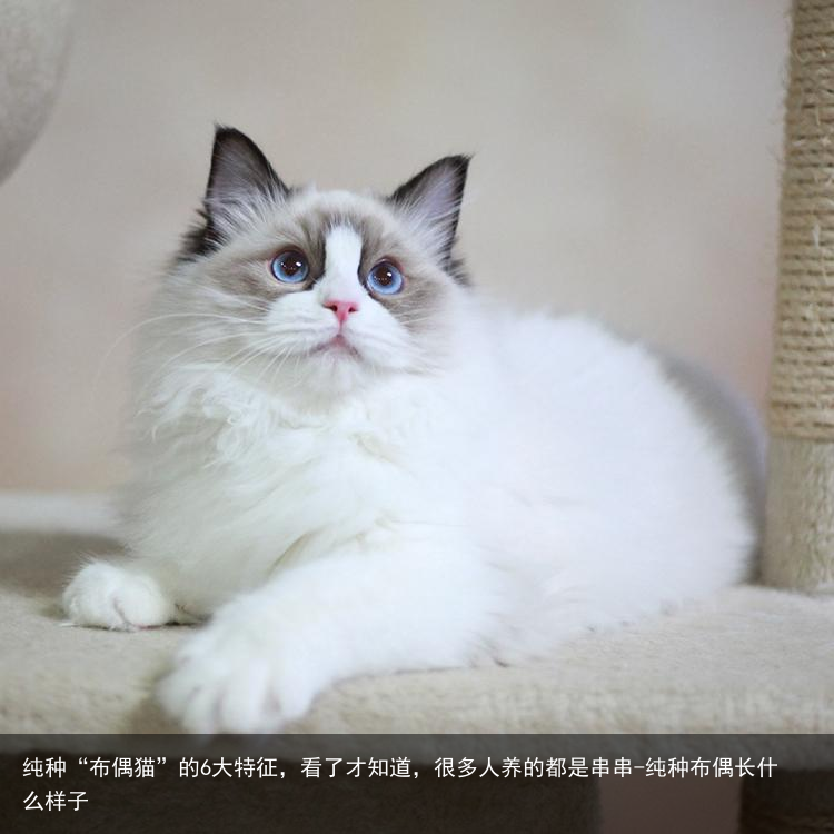 纯种“布偶猫”的6大特征，看了才知道，很多人养的都是串串-纯种布偶长什么样子