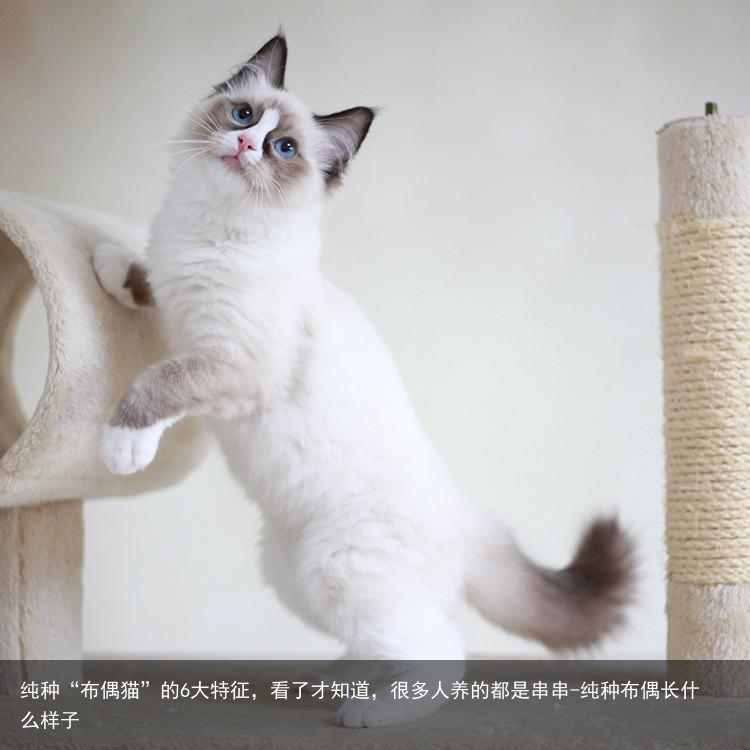 纯种“布偶猫”的6大特征，看了才知道，很多人养的都是串串-纯种布偶长什么样子