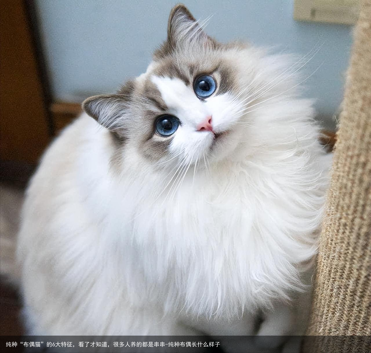 纯种“布偶猫”的6大特征，看了才知道，很多人养的都是串串-纯种布偶长什么样子