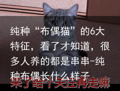 纯种“布偶猫”的6大特征，看了才知道，很多人养的都是串串-纯种布偶长什么样子