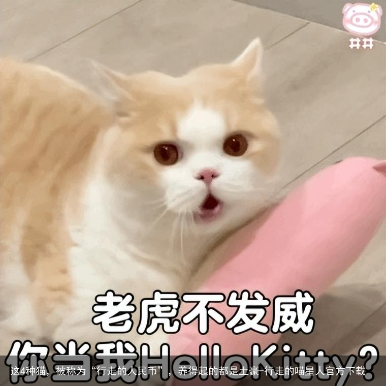 这4种猫，被称为“行走的人民币”，养得起的都是土豪-行走的喵星人官方下载