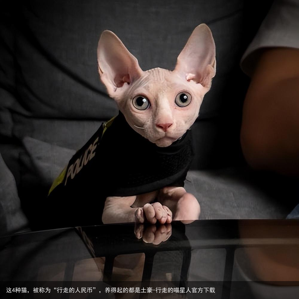 这4种猫，被称为“行走的人民币”，养得起的都是土豪-行走的喵星人官方下载