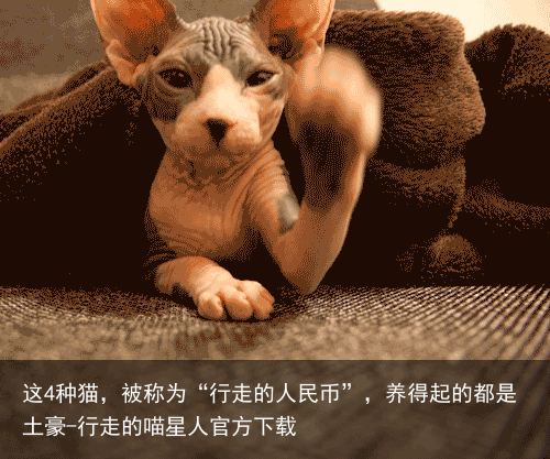 这4种猫，被称为“行走的人民币”，养得起的都是土豪-行走的喵星人官方下载