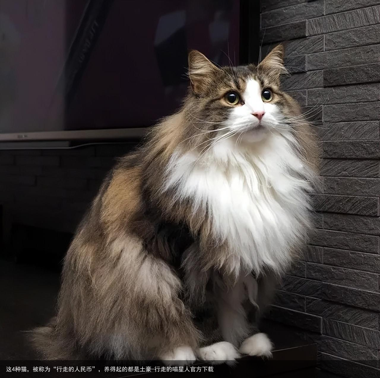 这4种猫，被称为“行走的人民币”，养得起的都是土豪-行走的喵星人官方下载