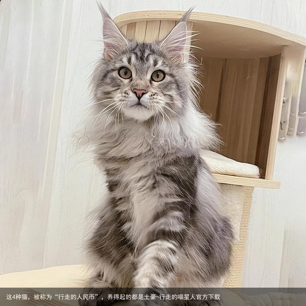 这4种猫，被称为“行走的人民币”，养得起的都是土豪-行走的喵星人官方下载