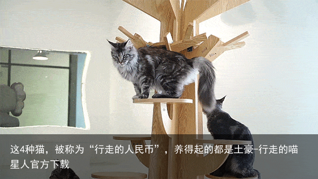 这4种猫，被称为“行走的人民币”，养得起的都是土豪-行走的喵星人官方下载