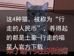这4种猫，被称为“行走的人民币”，养得起的都是土豪-行走的喵星人官方下载