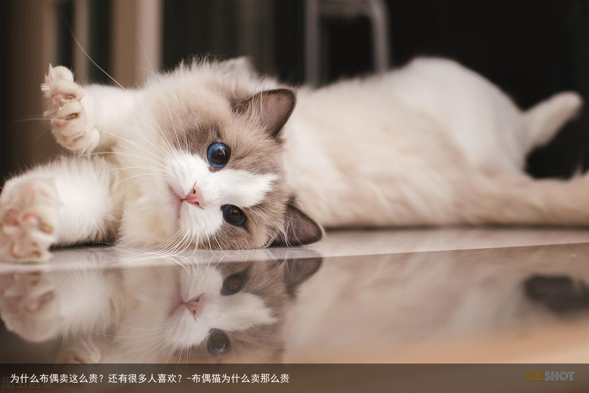 为什么布偶卖这么贵？还有很多人喜欢？-布偶猫为什么卖那么贵