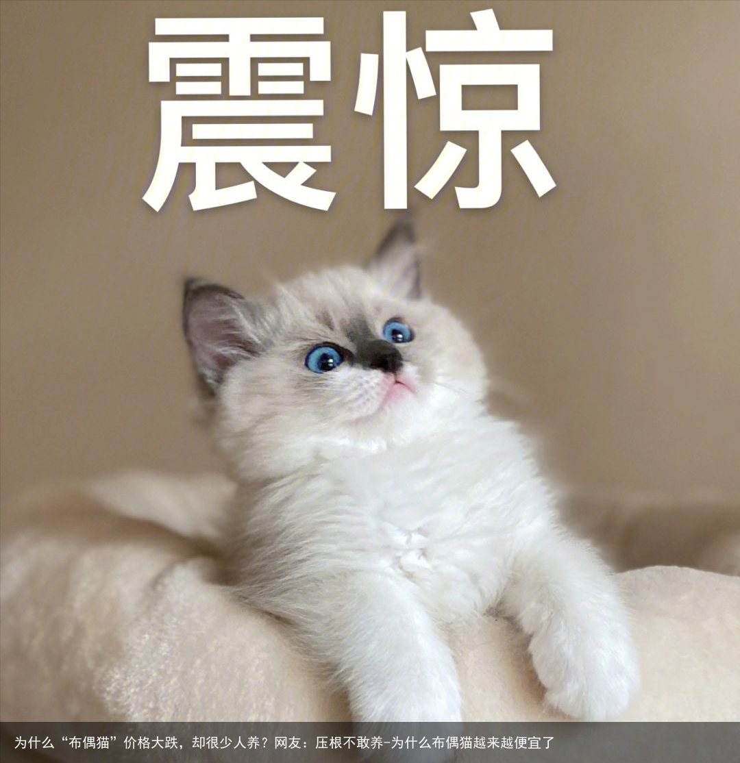 为什么“布偶猫”价格大跌，却很少人养？网友：压根不敢养-为什么布偶猫越来越便宜了