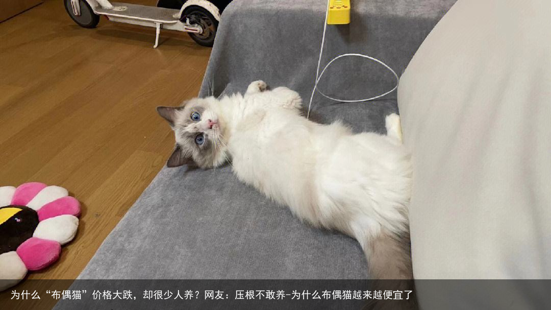 为什么“布偶猫”价格大跌，却很少人养？网友：压根不敢养-为什么布偶猫越来越便宜了