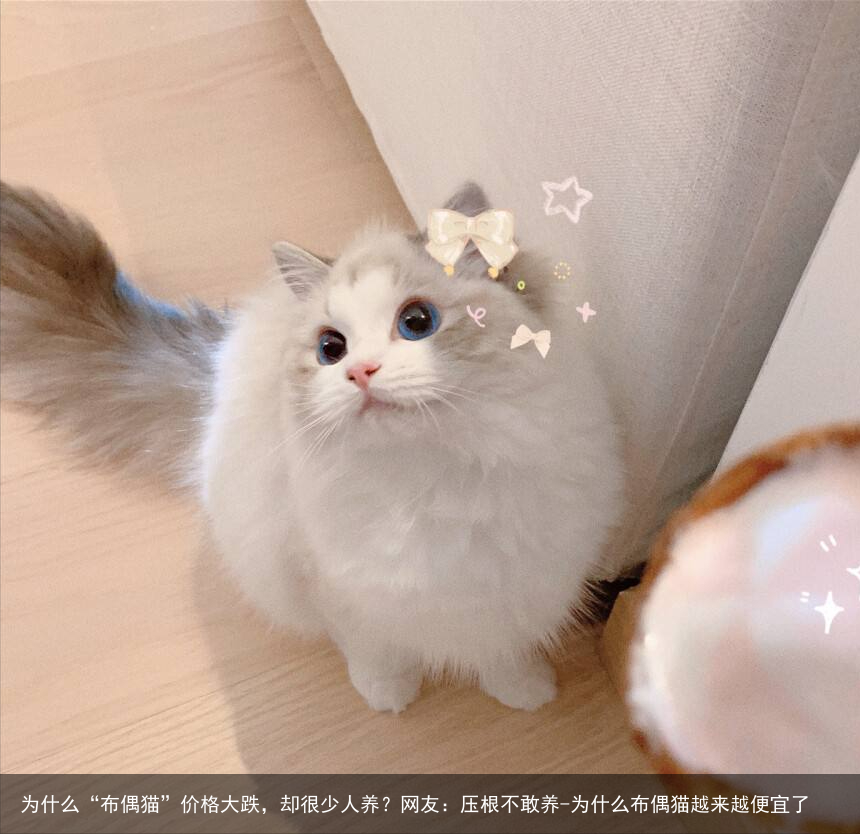 为什么“布偶猫”价格大跌，却很少人养？网友：压根不敢养-为什么布偶猫越来越便宜了