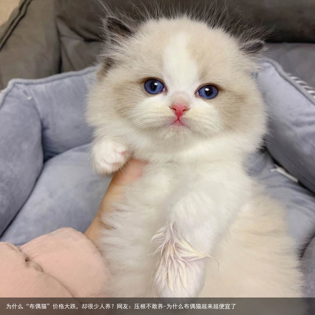 为什么“布偶猫”价格大跌，却很少人养？网友：压根不敢养-为什么布偶猫越来越便宜了