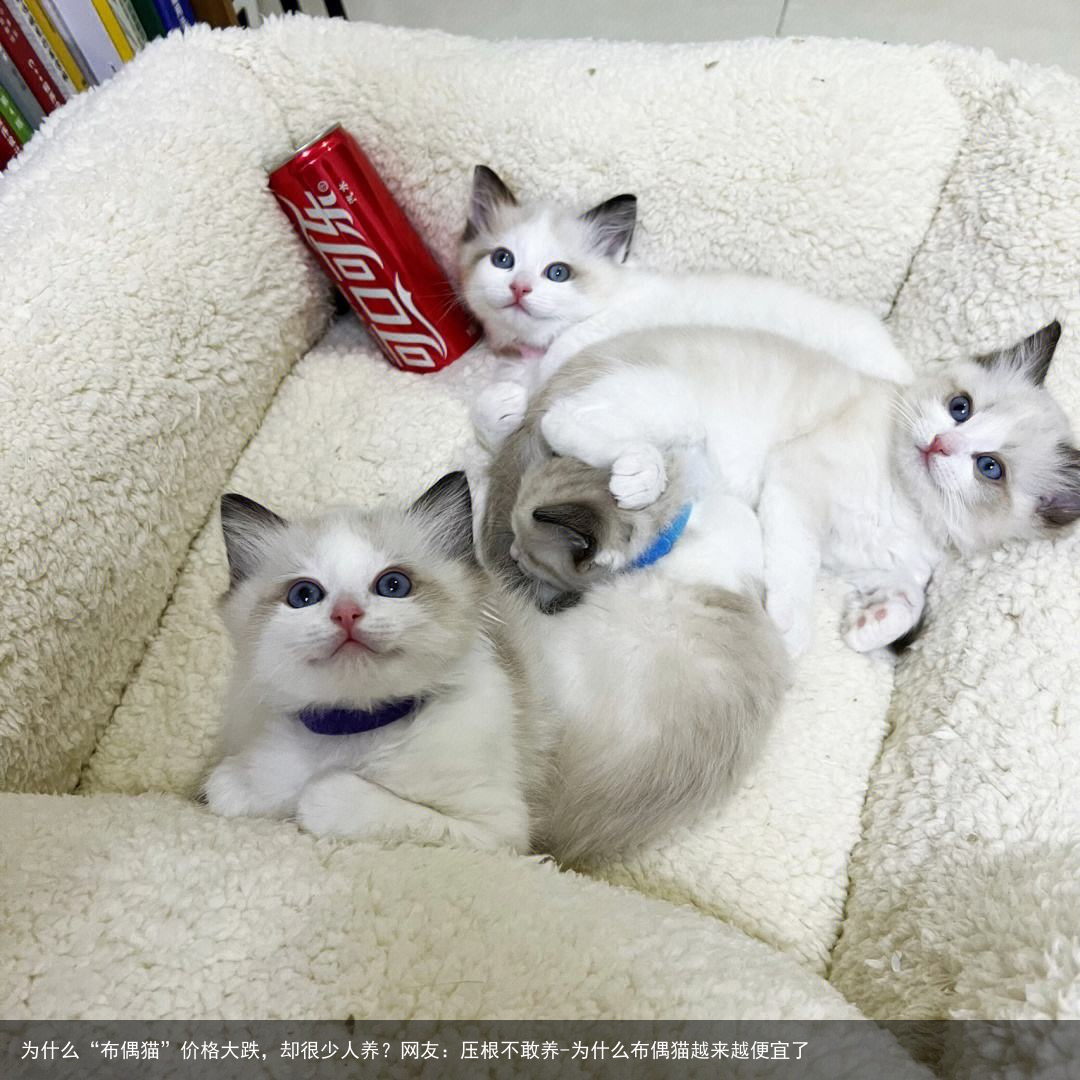 为什么“布偶猫”价格大跌，却很少人养？网友：压根不敢养-为什么布偶猫越来越便宜了