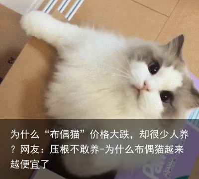 为什么“布偶猫”价格大跌，却很少人养？网友：压根不敢养-为什么布偶猫越来越便宜了