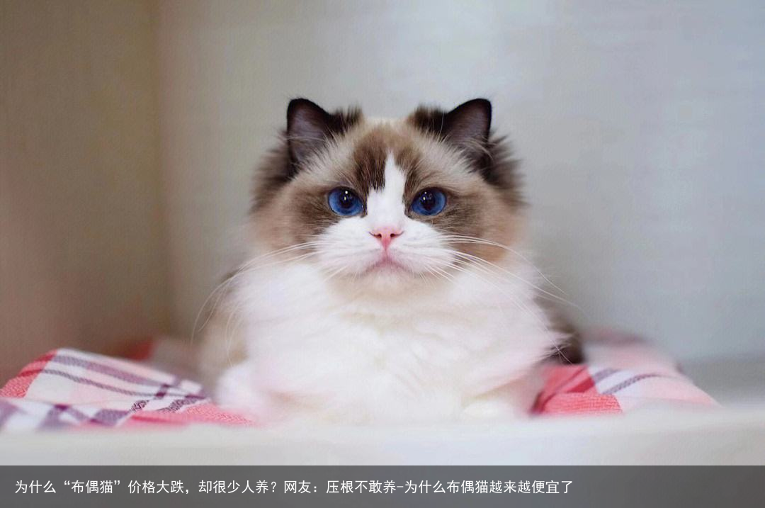 为什么“布偶猫”价格大跌，却很少人养？网友：压根不敢养-为什么布偶猫越来越便宜了