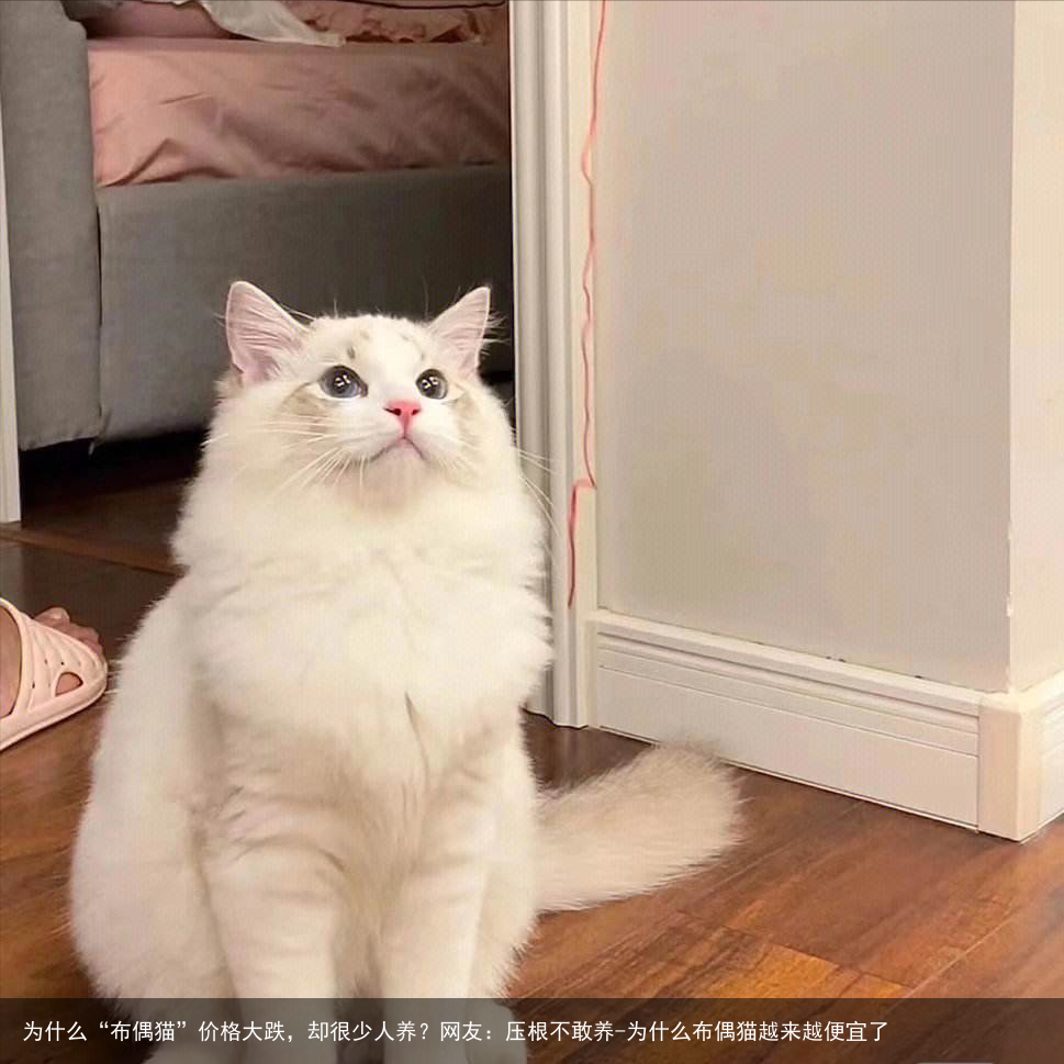 为什么“布偶猫”价格大跌，却很少人养？网友：压根不敢养-为什么布偶猫越来越便宜了