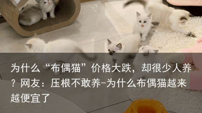 为什么“布偶猫”价格大跌，却很少人养？网友：压根不敢养-为什么布偶猫越来越便宜了
