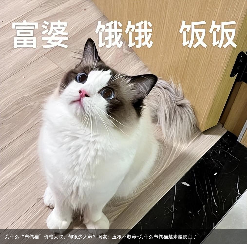 为什么“布偶猫”价格大跌，却很少人养？网友：压根不敢养-为什么布偶猫越来越便宜了
