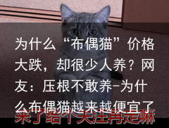 为什么“布偶猫”价格大跌，却很少人养？网友：压根不敢养-为什么布偶猫越来越便宜了