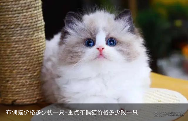 布偶猫价格多少钱一只-重点布偶猫价格多少钱一只