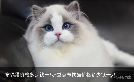 布偶猫价格多少钱一只-重点布偶猫价格多少钱一只