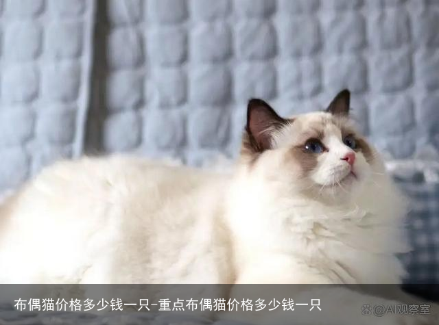 布偶猫价格多少钱一只-重点布偶猫价格多少钱一只